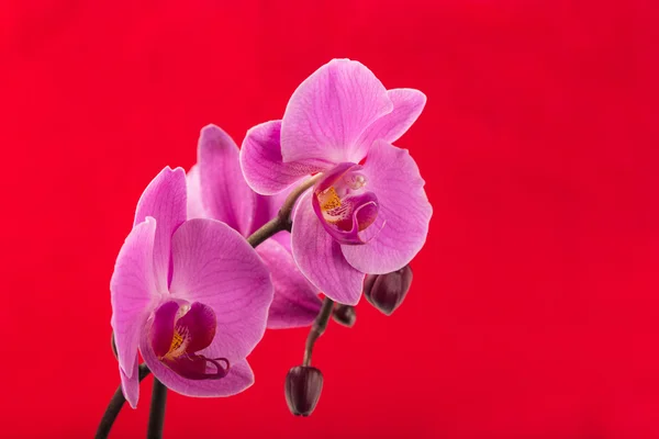 Orquídea de flor fresca no fundo da cor — Fotografia de Stock