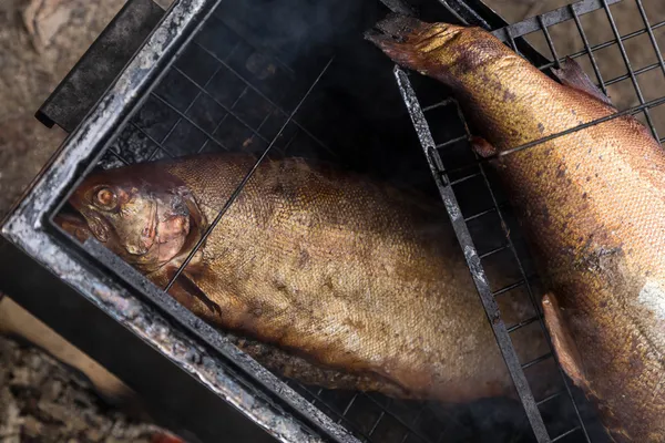 Homemade golden smoked salmon on grid in camp smoking shed — Stock Image Homemade golden smoked salmon on grid in camp smoking shed Stock Photo