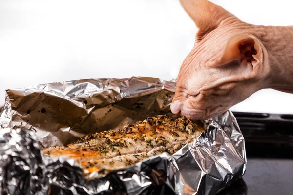 Cat sphinx alongside hot baked meat — Stock Photo, Image