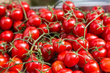 Grup taze küçük kırmızı domates dalı