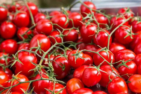 Grupp färska små röda tomater på gren — Stockfoto