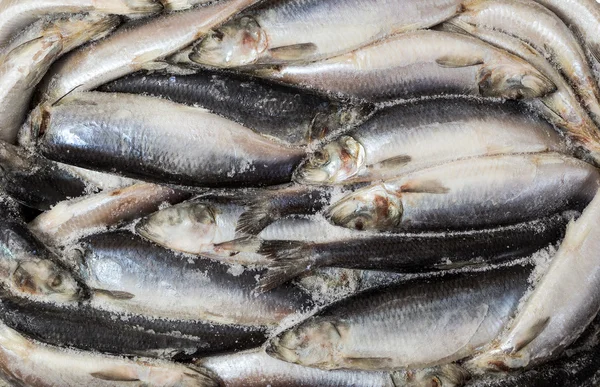 Frozen carcass fish in brick for trade and background — Stock Photo, Image