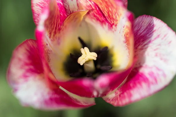 Flores de colores brillantes tulipanes en el jardín — Foto de Stock