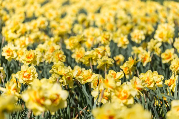 Яркие цветущие цветущие цветы тюльпаны в саду — стоковое фото