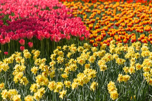 Bright flowering colorful flowers tulips in garden — Stock Photo, Image