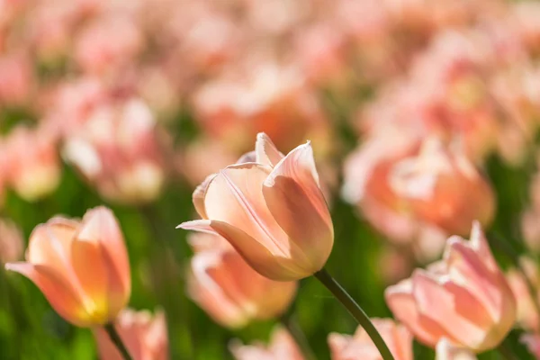 Flores coloridas floração brilhante tulipas no jardim — Fotografia de Stock