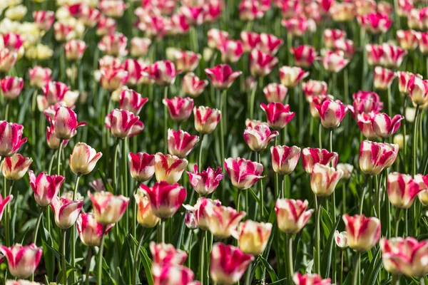 Bright flowering colorful flowers tulips in garden — Stock Photo, Image