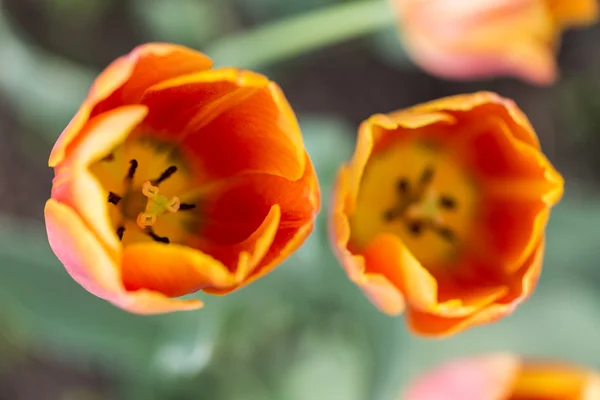 Flores coloridas floração brilhante tulipas no jardim — Fotografia de Stock