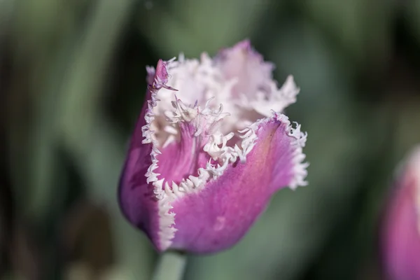 Fényes virágzás színes virágok tulipánok a kert — Stock Fotó