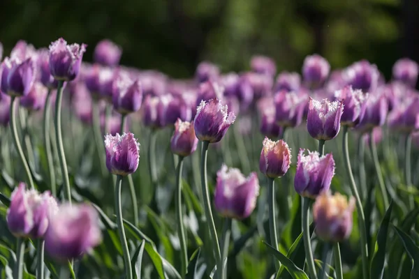 Flores coloridas floração brilhante tulipas no jardim — Fotografia de Stock