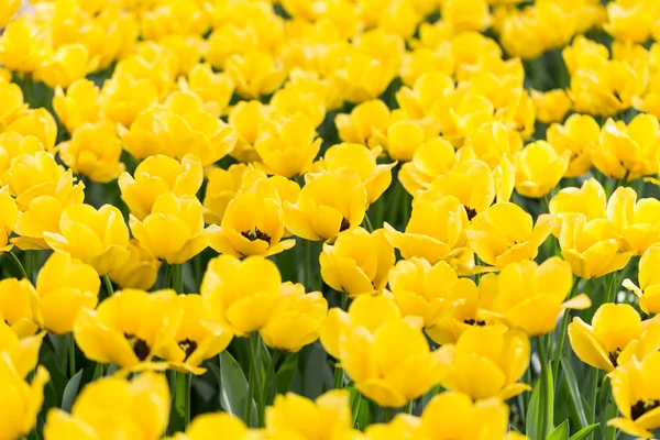 カラフルな明るい開花の花の庭のチューリップ — ストック写真