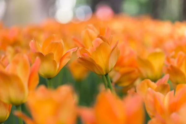 Flores coloridas floração brilhante tulipas no jardim — Fotografia de Stock