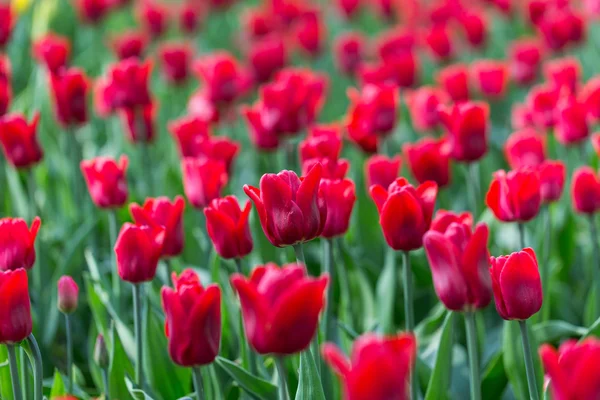 Flores coloridas floração brilhante tulipas no jardim — Fotografia de Stock