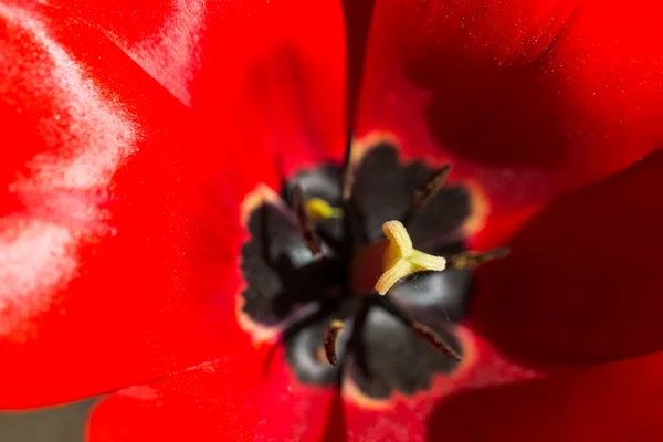 Flores coloridas floração brilhante tulipas no jardim — Fotografia de Stock