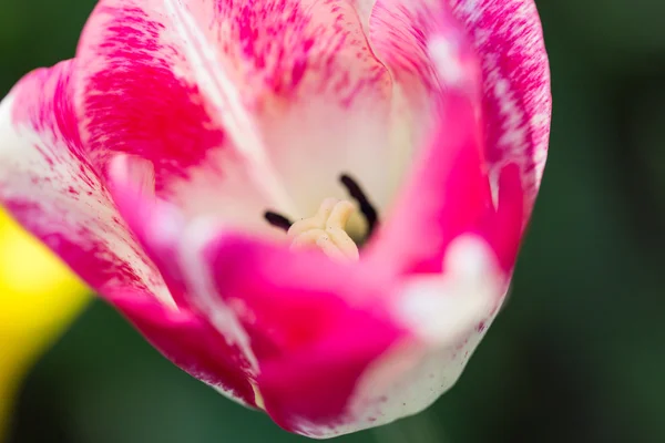 Bright flowering colorful flowers tulips in garden — Stock Photo, Image