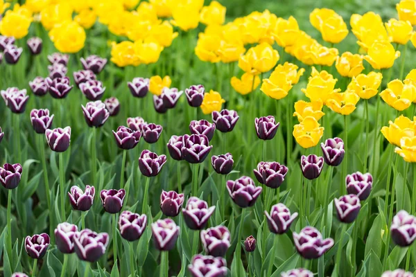 Bright flowering colorful flowers tulips in garden — Stock Photo, Image