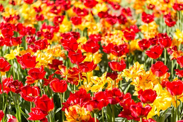 Flores coloridas floração brilhante tulipas no jardim — Fotografia de Stock