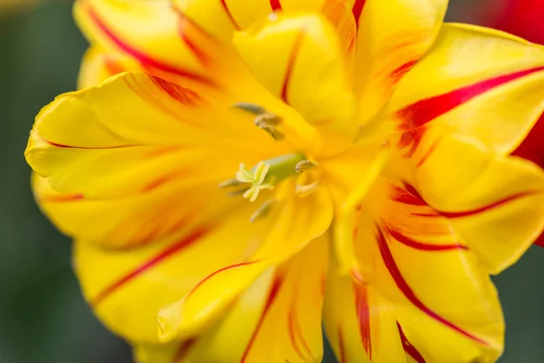 Fleurs colorées à fleurs lumineuses tulipes dans le jardin — Photo