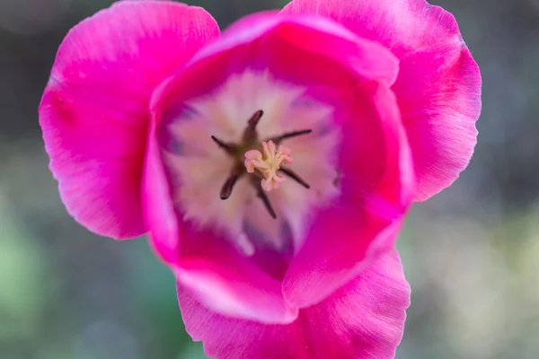 Fényes virágzás színes virágok tulipánok a kert — Stock Fotó