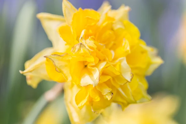 Flores coloridas floração brilhante tulipas no jardim — Fotografia de Stock