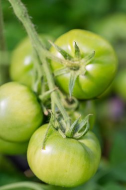 Serada taze yeşil domatesler