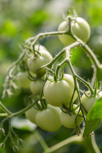 Tomates vertes fraîches en serre — Photo