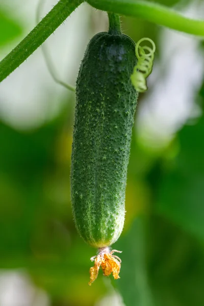 Cetriolo verde fresco con fiore in serra — Foto Stock