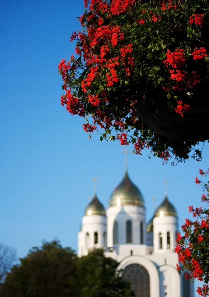 Яскраво-червоні квіти біля церкви — стокове фото