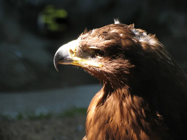 Águila en el zoológico de la ciudad — Foto de Stock