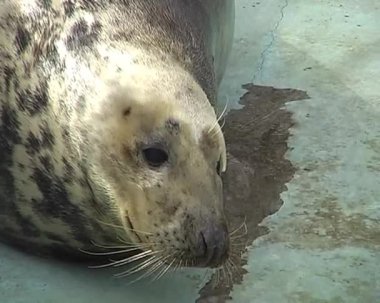 kürk fokları hayvanat bahçesi içinde
