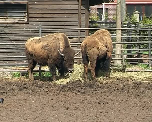 Tres bisontes en el zoológico de la ciudad — Vídeo de stock