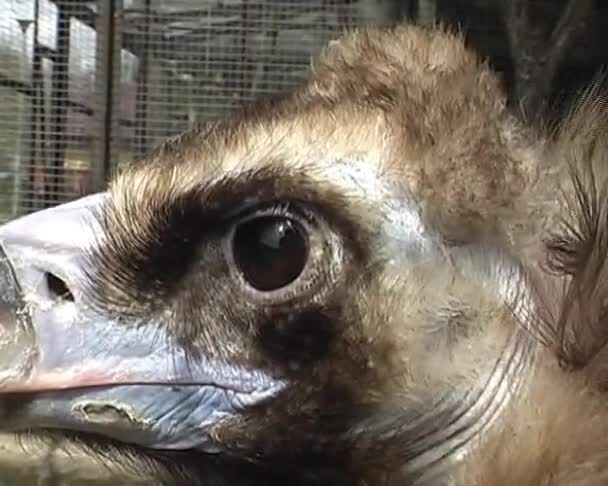 Cabeça de águia no zoológico da cidade — Vídeo de Stock