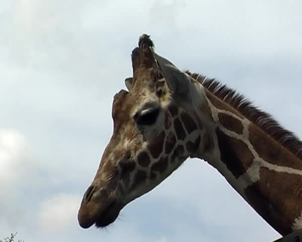 Tre giraffer i city zoo — Stockvideo