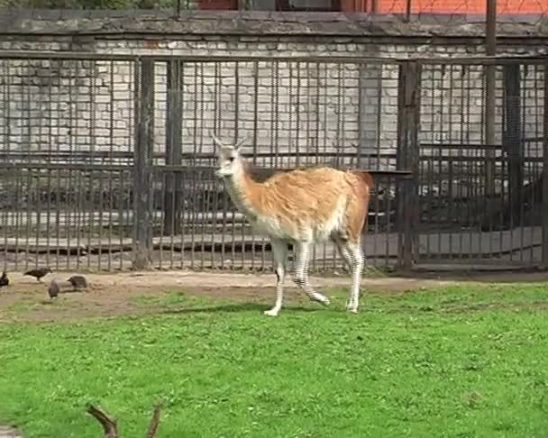 V městské zoo guanako — Stock video