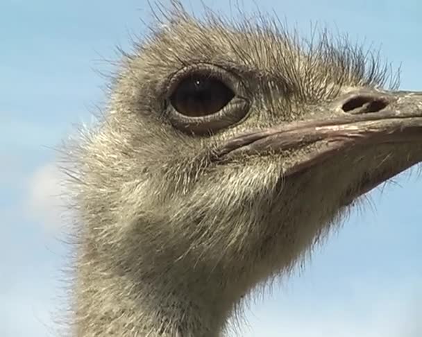 Strauß im Stadtzoo — Stockvideo