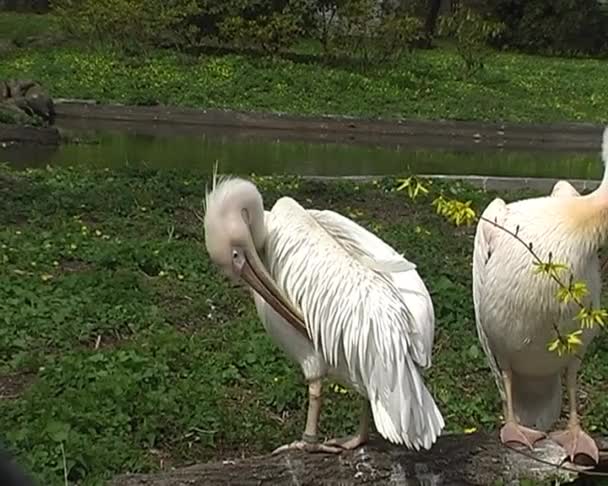 Pelikan hayvanat bahçesi içinde — Stok video
