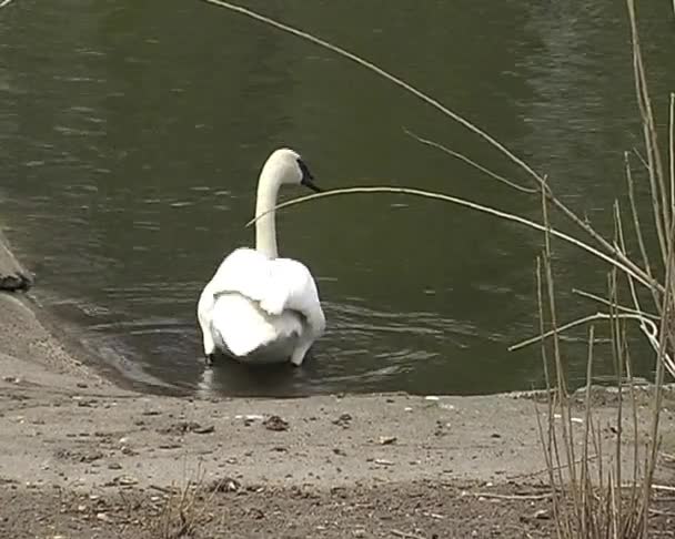 cygne blanc au zoo de la ville 