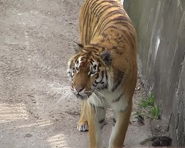 Tigris a városi állatkertben