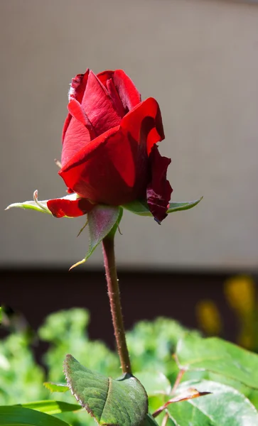 Bahçede kırmızı gül tomurcuğu — Stok fotoğraf