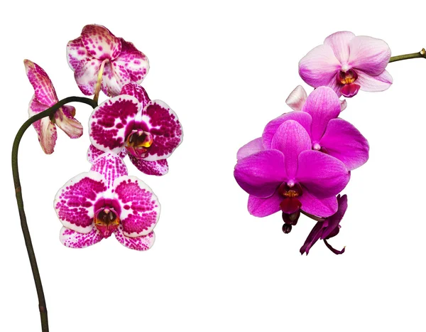 Two pink and tiger orchids — Stock Photo, Image