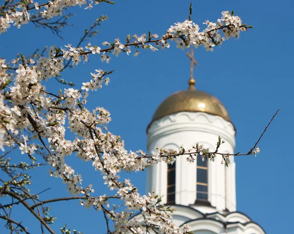 Квітуча гілка вишні на фоні церкви — стокове фото