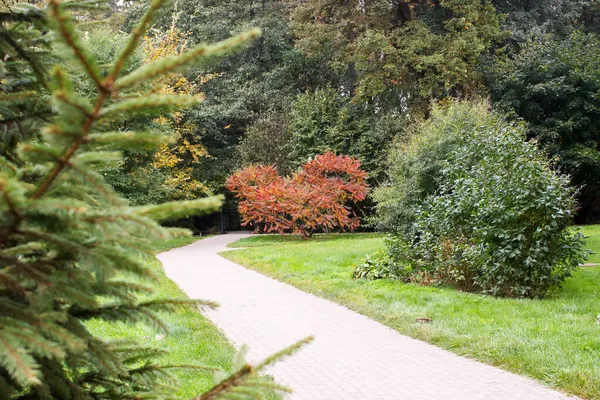 Arbusto Sumach Borgonha Brilhante Parque Cidade Dia Outono — Fotografia de Stock