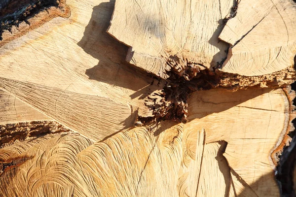 Дерево Срублено Подготовлено Удалению Крупный План Открытом Воздухе Осенний День — стоковое фото