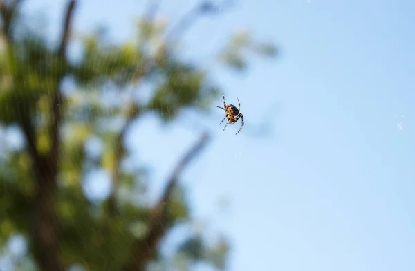 Aranha Senta Web Dia Ensolarado Close Exterior — Fotografia de Stock