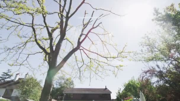 时尚的现代家居和花园在夏季的外部观 — 图库视频影像