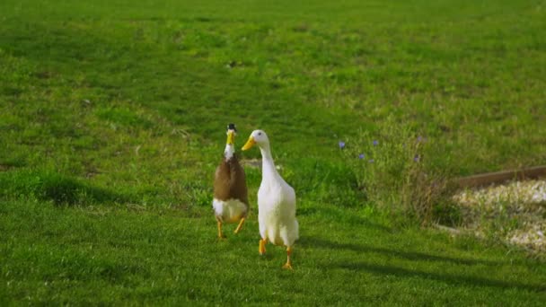 Kaczki biegnącą przez trawy — Wideo stockowe