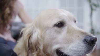 sevimli aile köpek yakın çekim