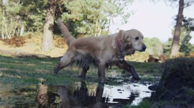 su ve shake ortaya çıkan köpek