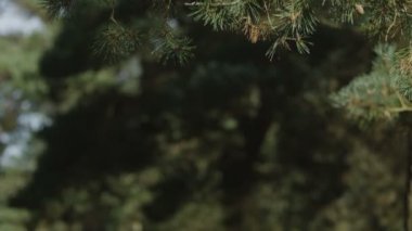 erkek ve kadın ormanda arka arkaya oturmak