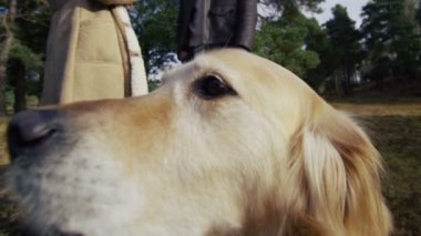 köpek kafa modelinin döner